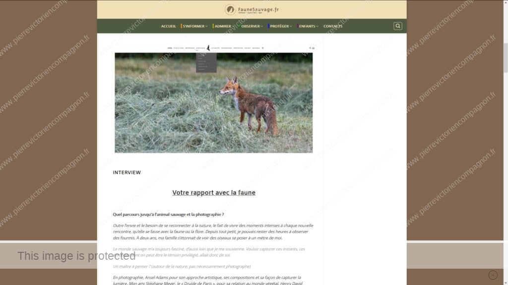 faune sauvage, portrait, photographe, interview, site