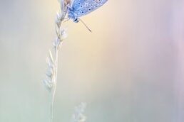 papillon Argus bleu