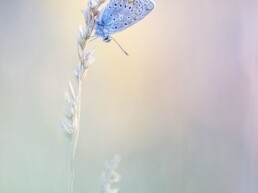papillon Argus bleu