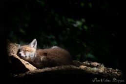 renardeau qui dort en forêt dans un rayon de lumière