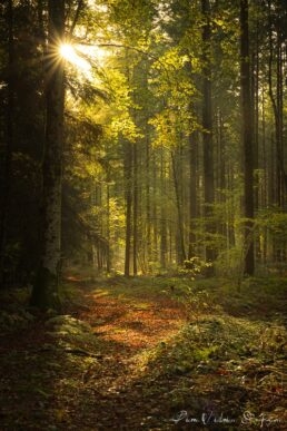 ambiance forestière en automne avec le soleil qui brille à travers la végétation