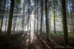 brume et harpe de lumière en forêt