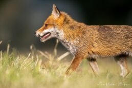 portrait de profil d'un renard roux
