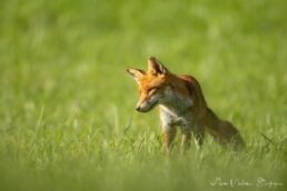 renard roux en chasse dans une prairie